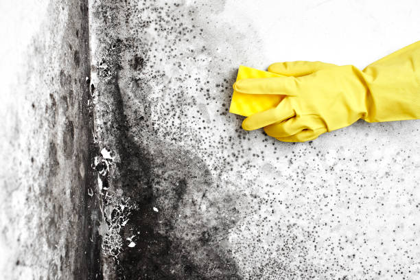Best Localized Mold Remediation (e.g., coastal areas, humid climates) in Sunnyside, WA