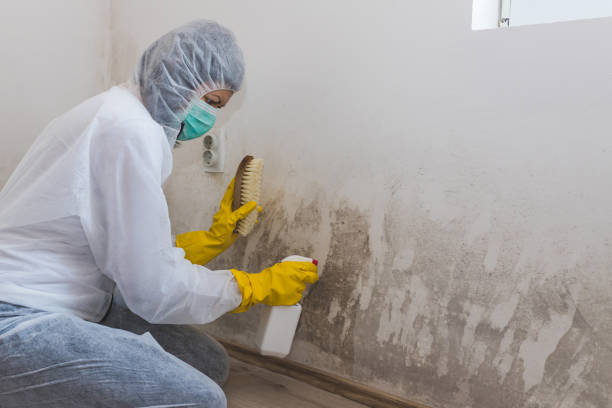 Best Post-Flood Mold Remediation in Sunnyside, WA