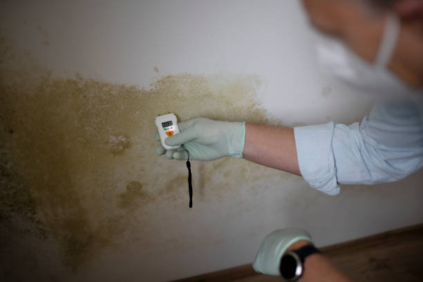 Best Attic Mold Remediation in Sunnyside, WA