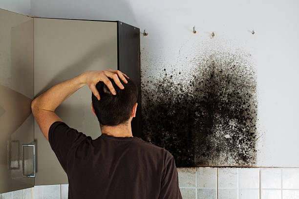 Best White Mold Remediation in Sunnyside, WA