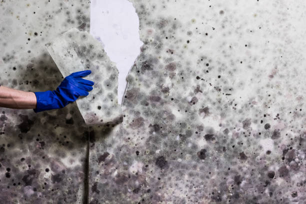 Best Kitchen Mold Remediation in Sunnyside, WA