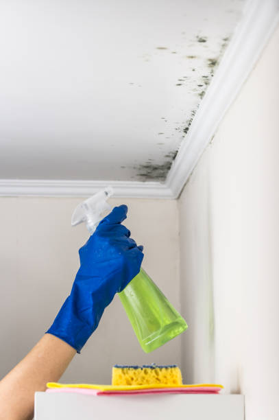 Best Residential Mold Remediation in Sunnyside, WA